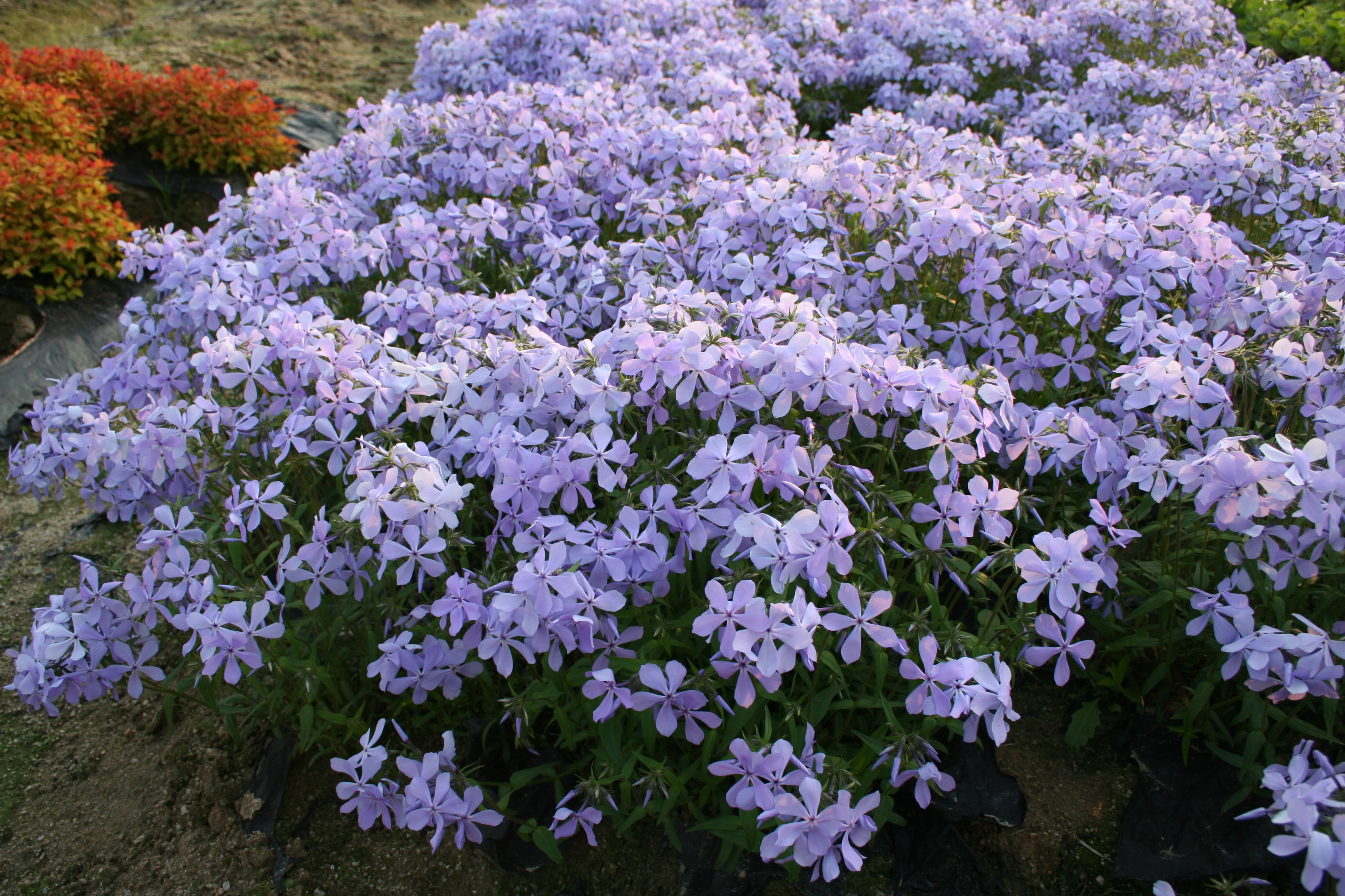 Phlox divaricata 'Clouds of Perfume'